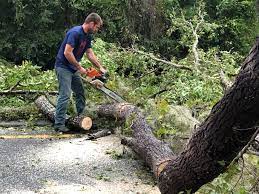 Professional Tree Services in Caoncito, NM