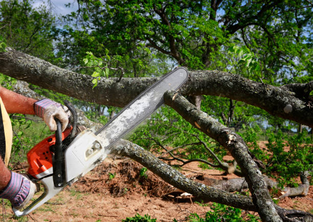 How Our Tree Care Process Works  in  Caoncito, NM